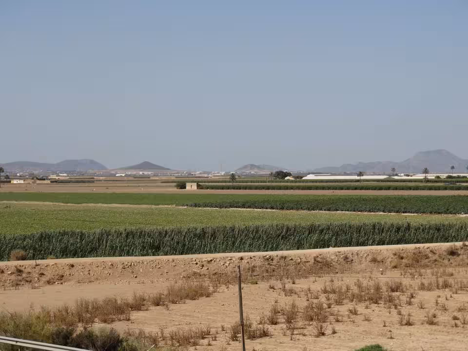 Rambla del Albuj&oacute;n llena de ca&ntilde;as (Foto C.Guardia)