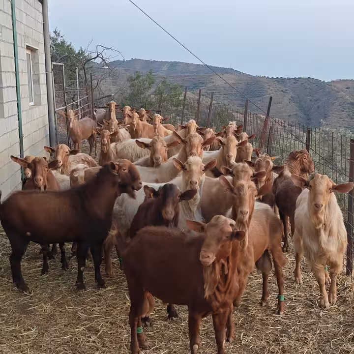 Explotaci&oacute;n ganadera de caprino (Foto COAG M&aacute;laga)