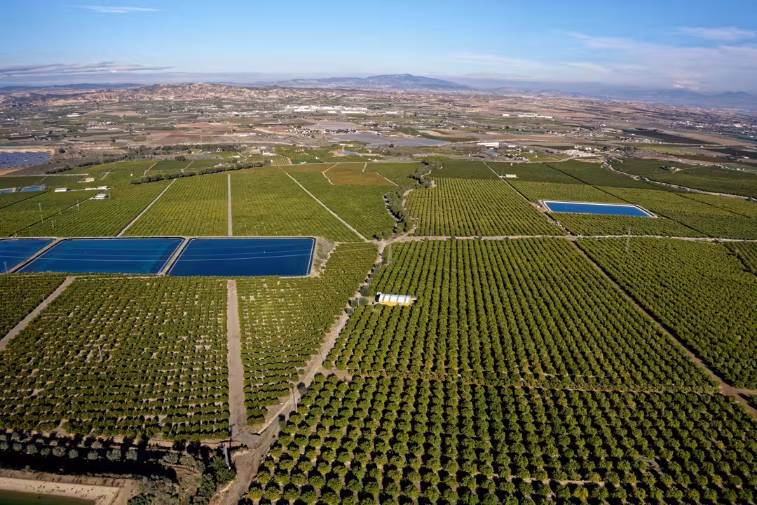 Cultivo de c&iacute;tricos en la Regi&oacute;n de Murcia (Foto Ailimpo)