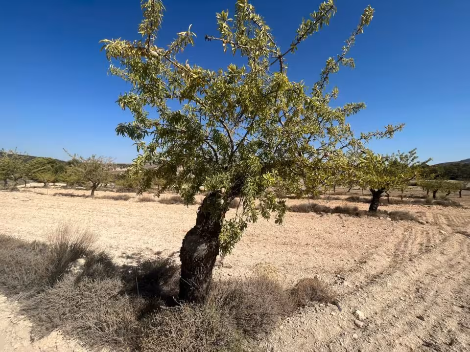 Almendros Los V&eacute;lez Verano 2024 (Foto COAG Almer&iacute;a)