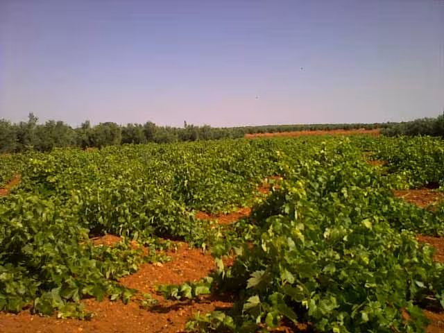 Vi&ntilde;edo en Ciudad Real (Foto Asaja) Archivo