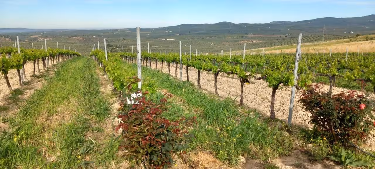 Cubierta vegetal en cultivo le&ntilde;oso (Foto Ifapa)