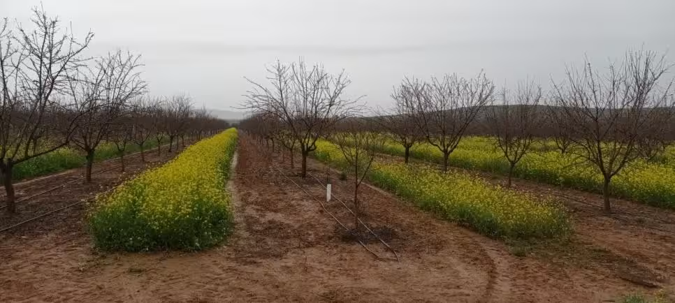 Cubierta vegetal en cultivo le&ntilde;oso (Foto Ifapa)