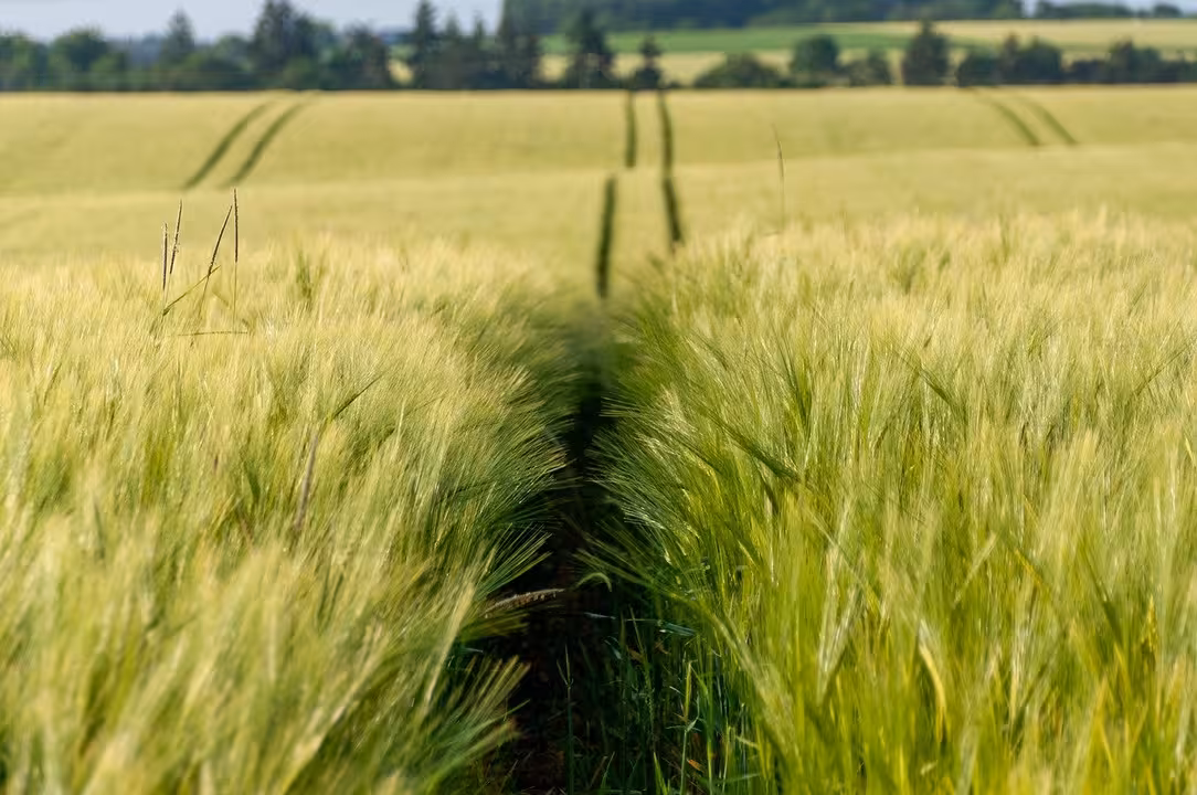 Campo de cebada (Foto wal_172619_Pixabay)