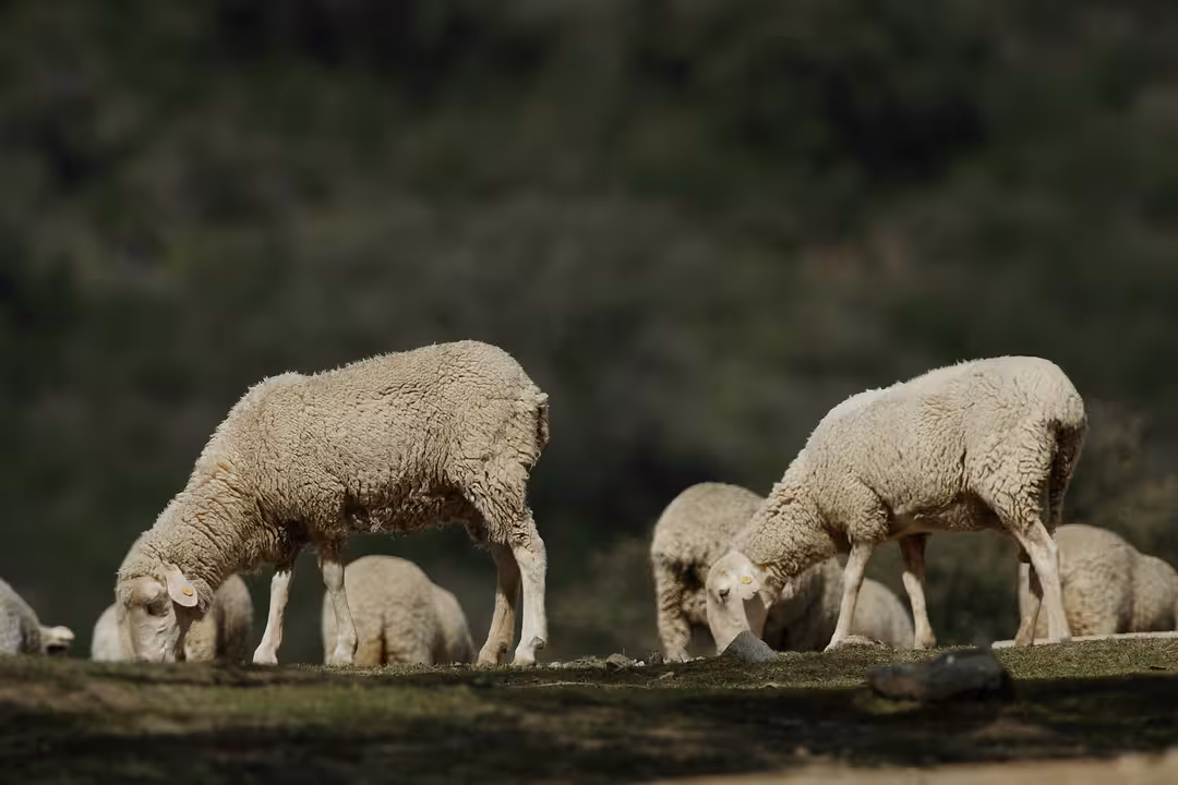 Ganado ovino. Ovejas (Foto Junta de Andaluc&iacute;a)