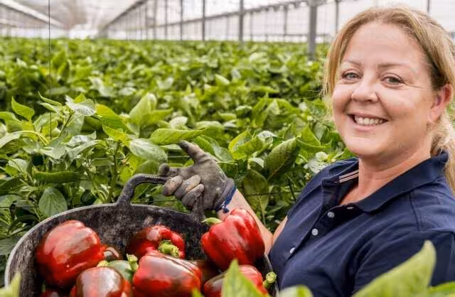 Mujer en un cultivo de pimiento en invernadero (Foto Proexport)