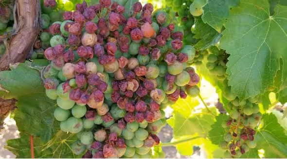 Da&ntilde;os por pedrisco en vi&ntilde;edos de la Comunidad Valenciana (Foto Agroseguro)