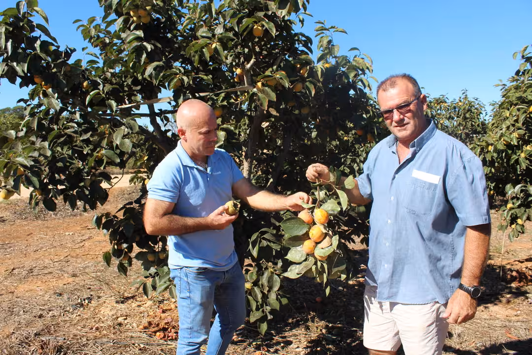 Peris y Madramany en una plantaci&oacute;n de caquis (Foto La Uni&oacute;)