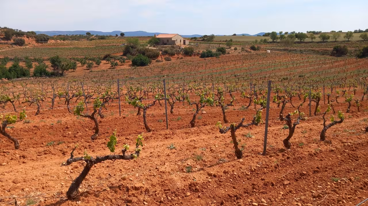 Vi&ntilde;as de la comarca Utiel-Requena (Foto La Uni&oacute;) Archivo