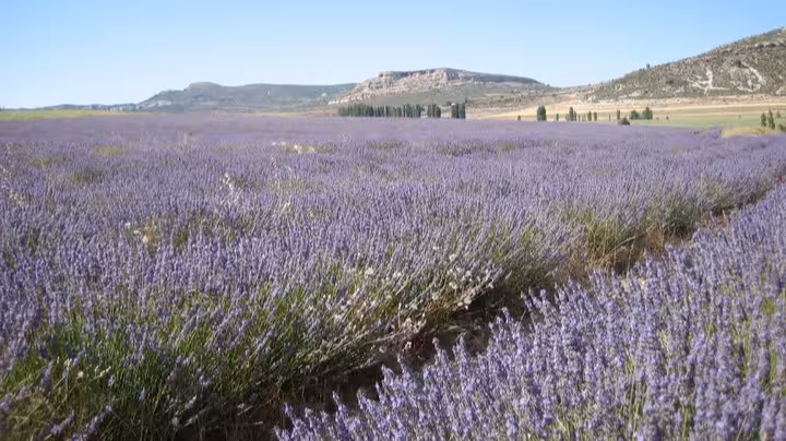 Campo de lavanda del Noroeste (Foto CARM)