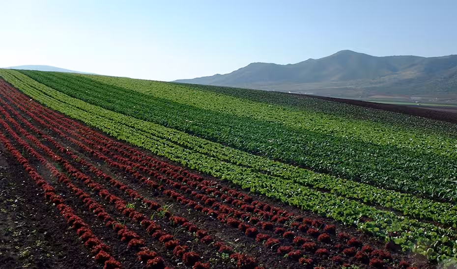 Plantaci&oacute;n ecol&oacute;gica con distintas variedades de lechugas (Foto Junta de Andaluc&iacute;a)