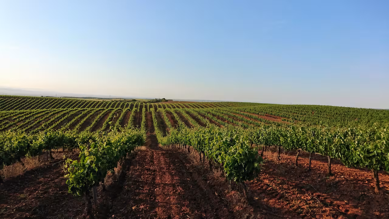Vi&ntilde;edos Cari&ntilde;ena (Foto MAPA)