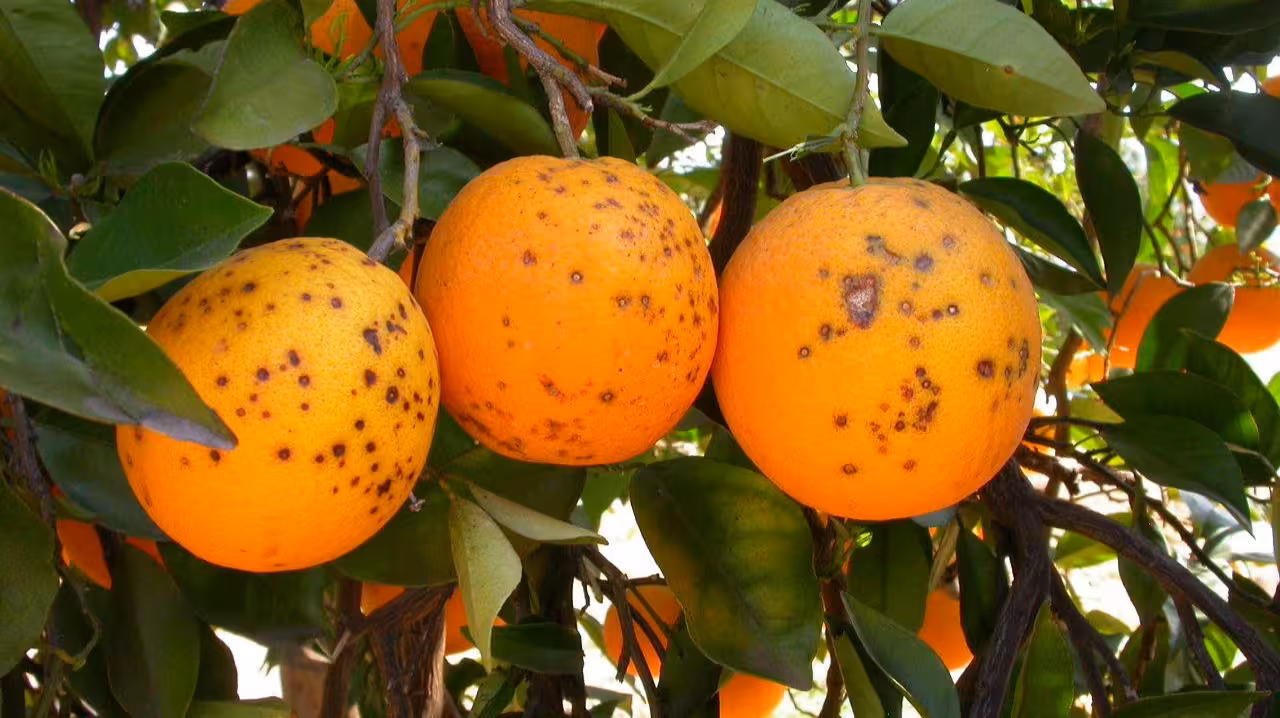 P.citricarpa Mancha Negra de los C&iacute;tricos (Foto IVIA Generalitat Valenciana)