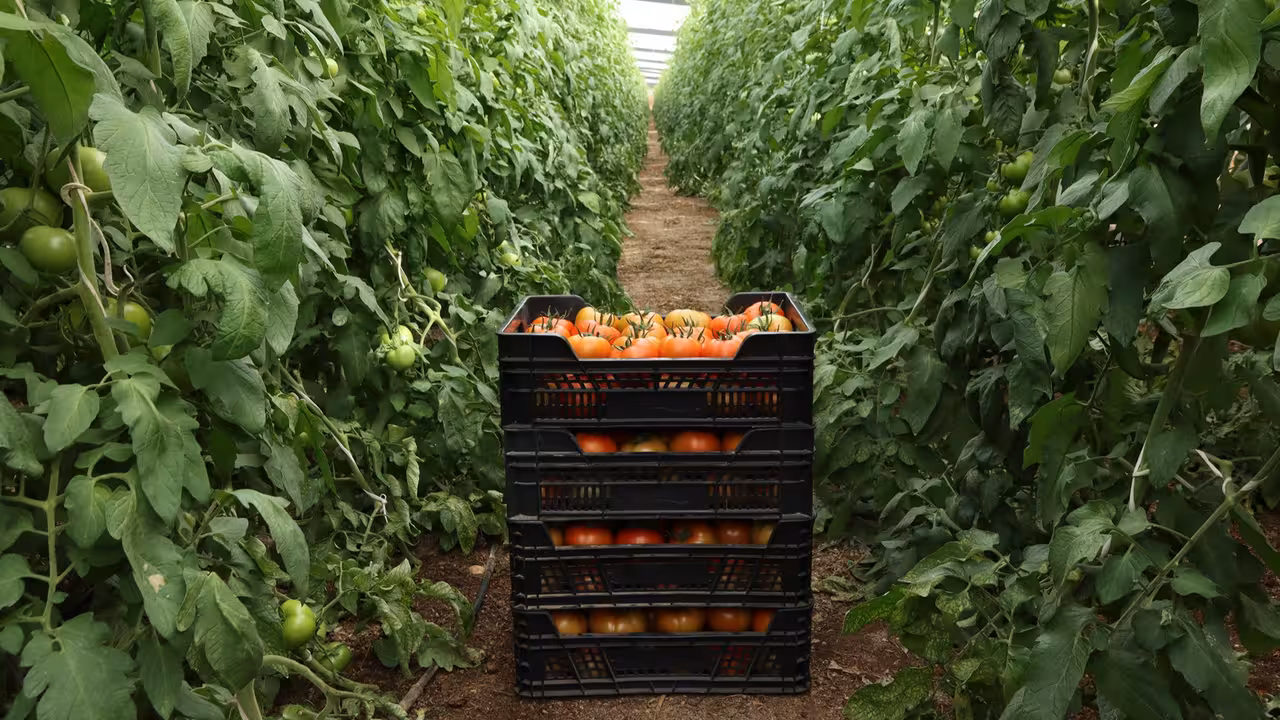 Tomates reci&eacute;n recogidos en un invernadero familiar de El Ejido (Foto Joaqu&iacute;n Ter&aacute;n para UPA)