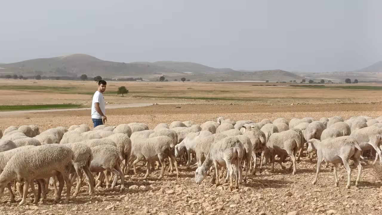 Un ganadero con su reba&ntilde;o de ovino en Caravaca de la Cruz (Foto CARM) Archivo