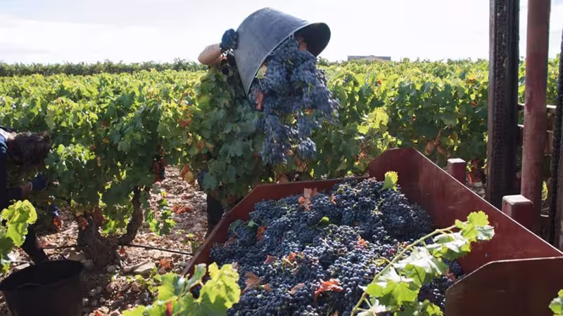 Vendimia (Foto Cooperativas AgroAlimentarias)