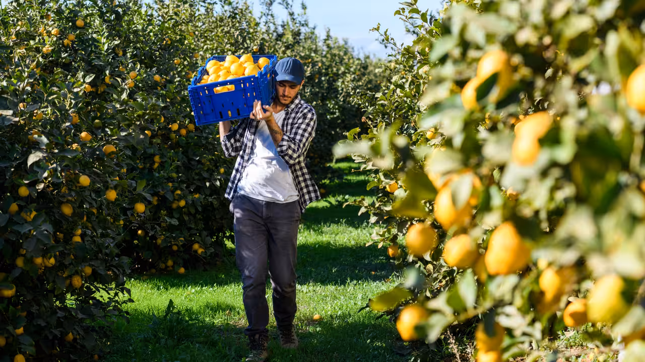 Jornalero recogiendo la cosecha de limones (Foto Ailimpo)