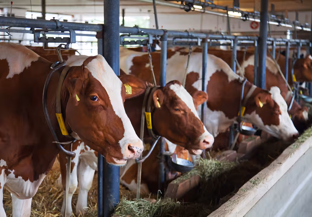 Vacas en una explotaci&oacute;n de vacuno (Foto MAPA)