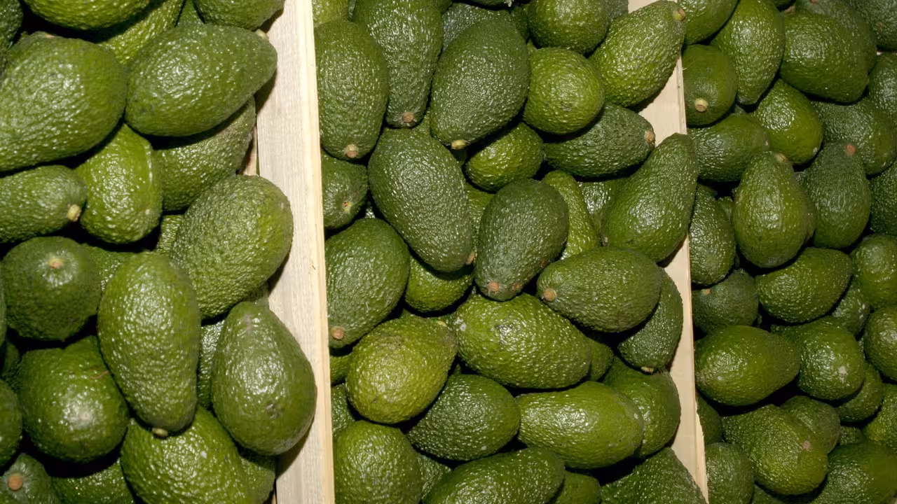 Cajas de aguacates (Foto Generalitat Valenciana) Archivo