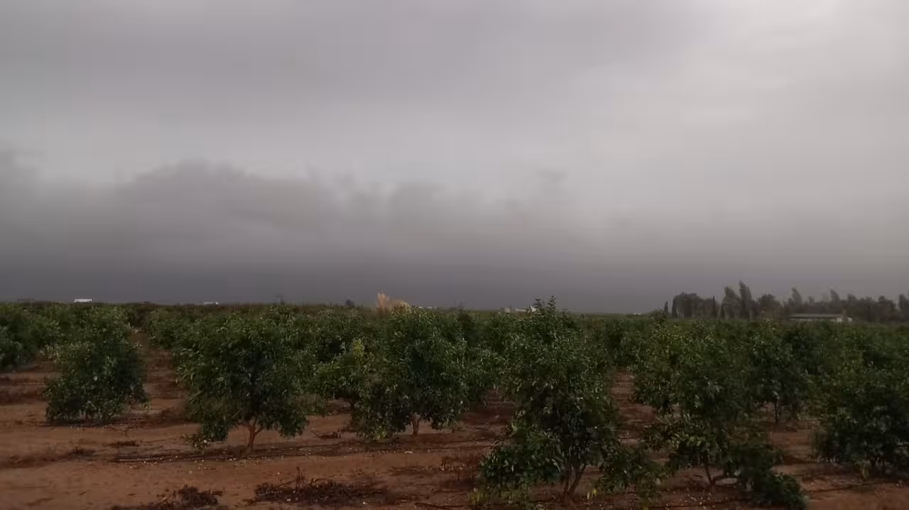 Lluvias en vi&ntilde;edos de Utiel (Foto La Uni&oacute;) Archivo