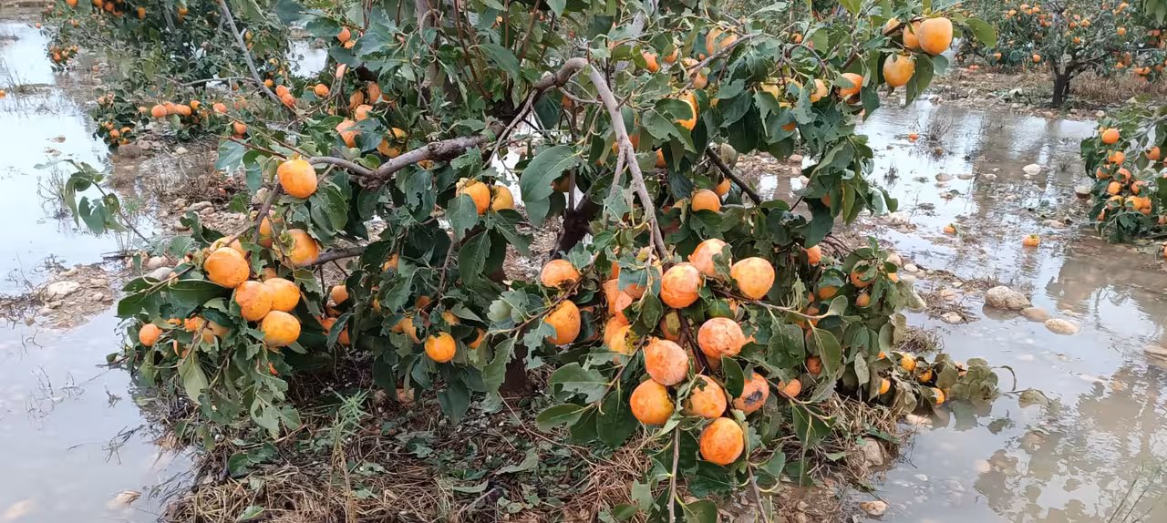 Da&ntilde;os en caqui tras la DANA en el Marquesat (Foto AVA-Asaja)