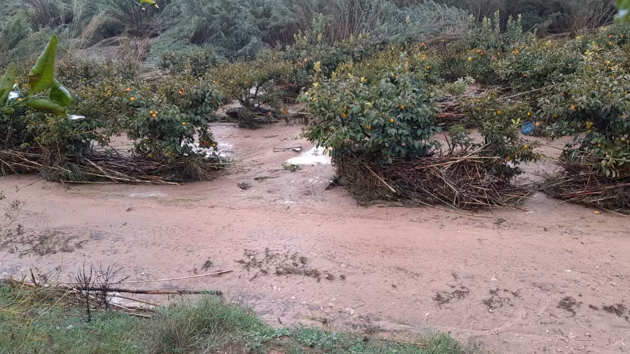 Da&ntilde;os en los cultivos por la DANA (Foto AVA Asaja)