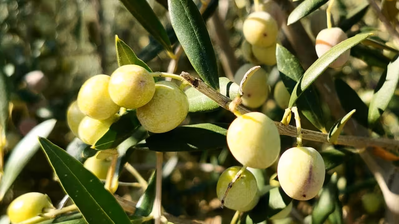 Aceituna de Verdeo (Foto Consejer&iacute;a de Agricultura Junta de Andaluc&iacute;a)