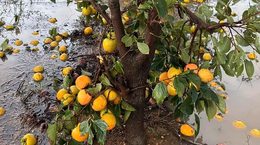 Da&ntilde;os en cultivos de caqui por la DANA (Foto AVA Asaja)