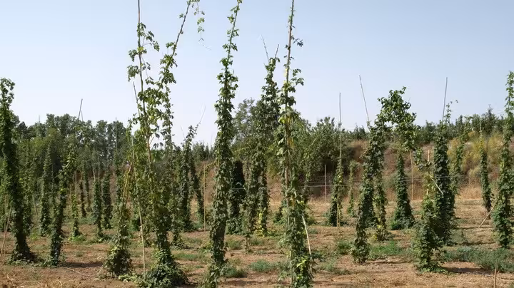 Cultivo de l&uacute;pulo (Foto CARM)
