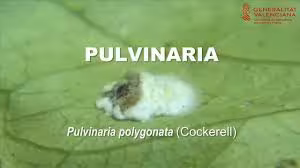 Pulvinaria Polygonata (Foto Generalitat Valenciana)