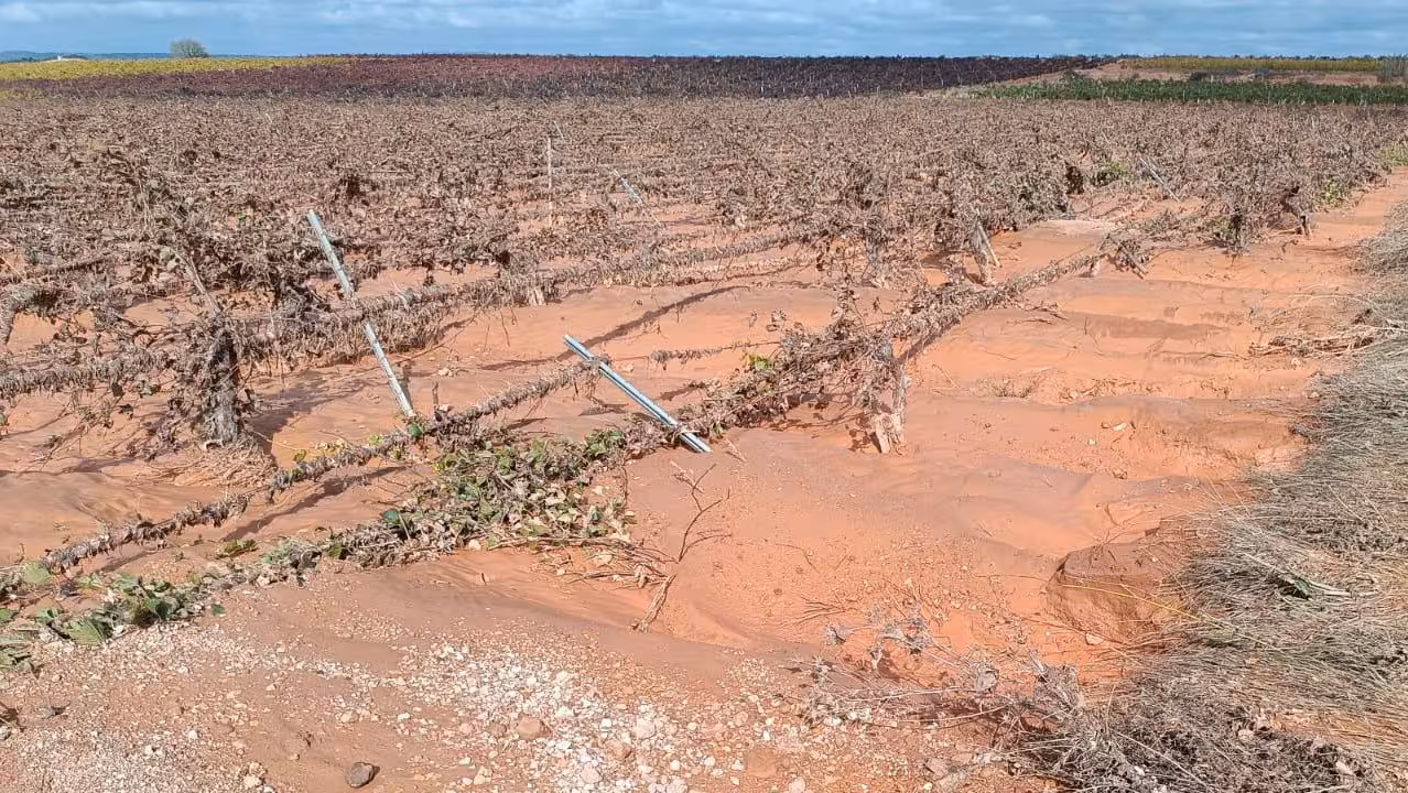 Da&ntilde;os por la DANA en cultivos (Foto AVA Asaja)