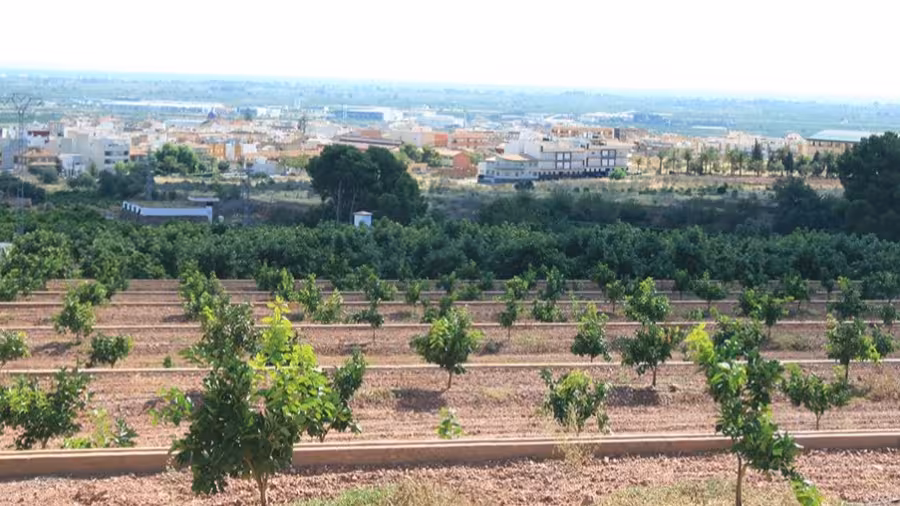 Campo de cultivo con la ciudad de fondo (Foto Asaja)
