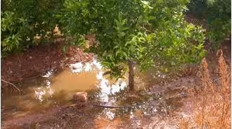 Podredumbre de cuello en una parcela encharcada (Foto IVIA)