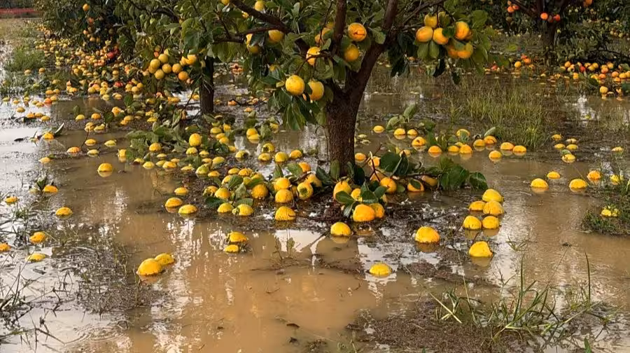 Da&ntilde;os por la DANA en arbolado (Foto La Uni&oacute;)