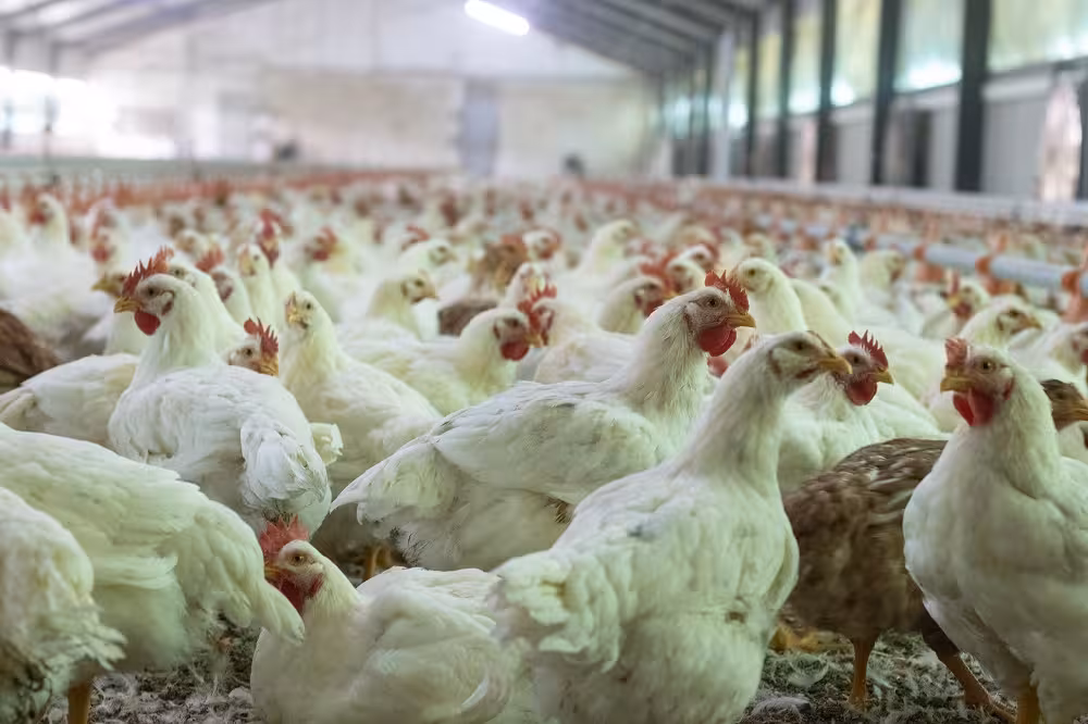 Granja de pollos (Foto Avianza)