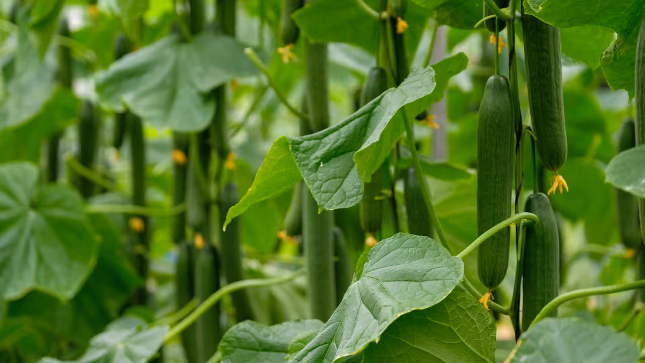 Pepino largo en producci&oacute;n (Foto Hortyfruta)