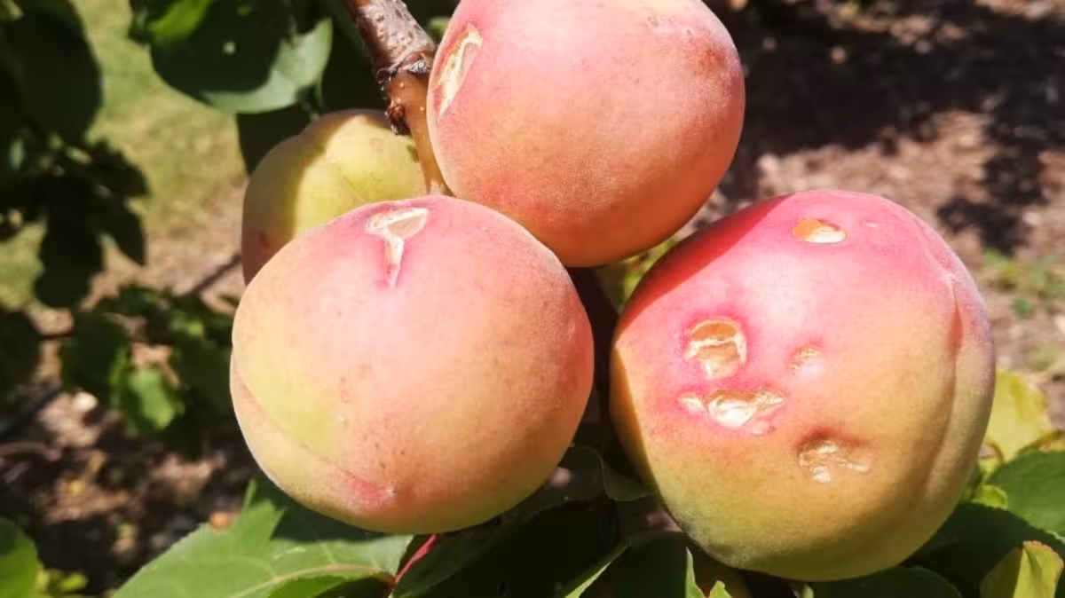 Da&ntilde;os por granizo en fruta de hueso (Foto Agrodiario)