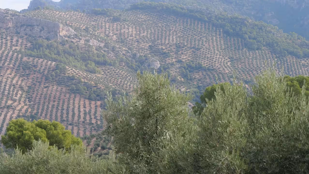 Olivar tradicional (Foto UPA Andaluc&iacute;a)