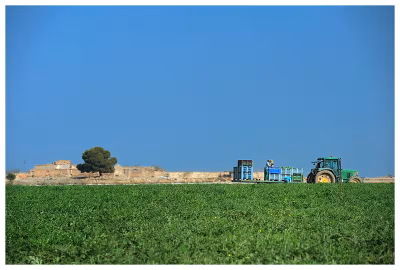 Recogida de hortalizas (Foto Scrats)