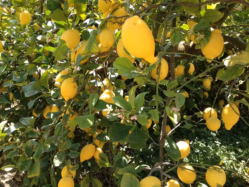 Limonero (Foto Scrats)