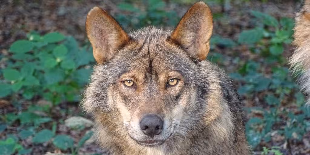 Lobo Ib&eacute;rico (Foto Miteco)