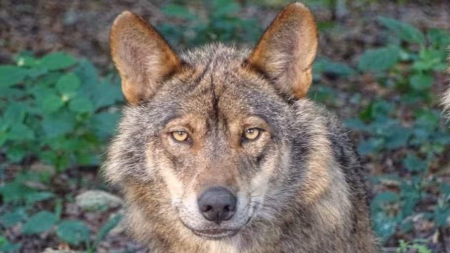 Lobo Ib&eacute;rico (Foto Miteco)