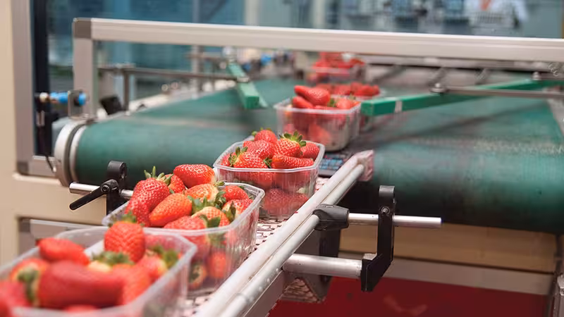 Envasado de fresas (Foto Cooperativas Agro Alimentarias)