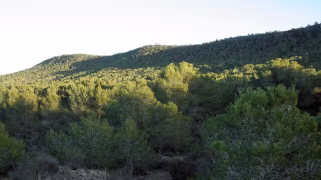 Sierra de Escalona bosque (Foto Generalitat valenciana)
