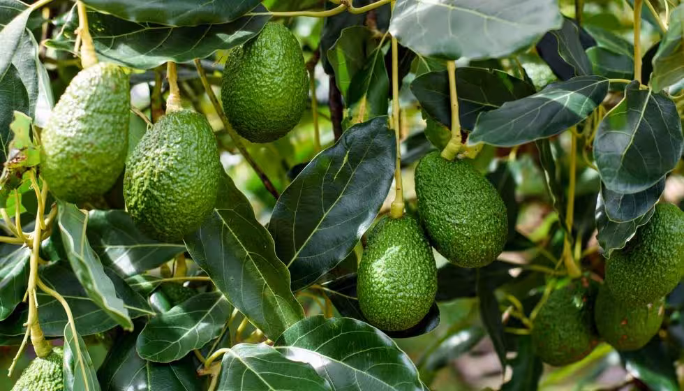 Aguacates en &aacute;rbol (Foto Asociaci&oacute;n Espa&ntilde;ola de Productores de Frutas Tropicales)