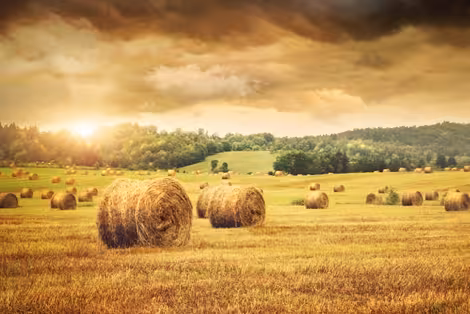 Campo de pacas de cereal (Foto MAPA)