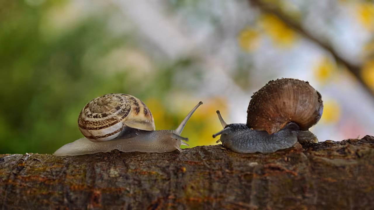 Caracoles (Foto MAPA)