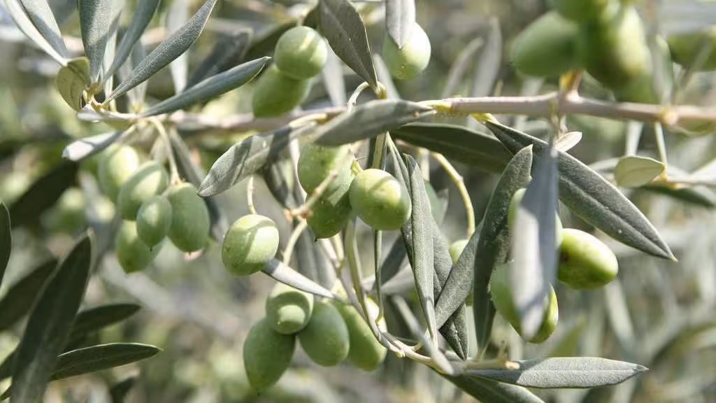 Olivo (Foto Generalitat Valenciana)