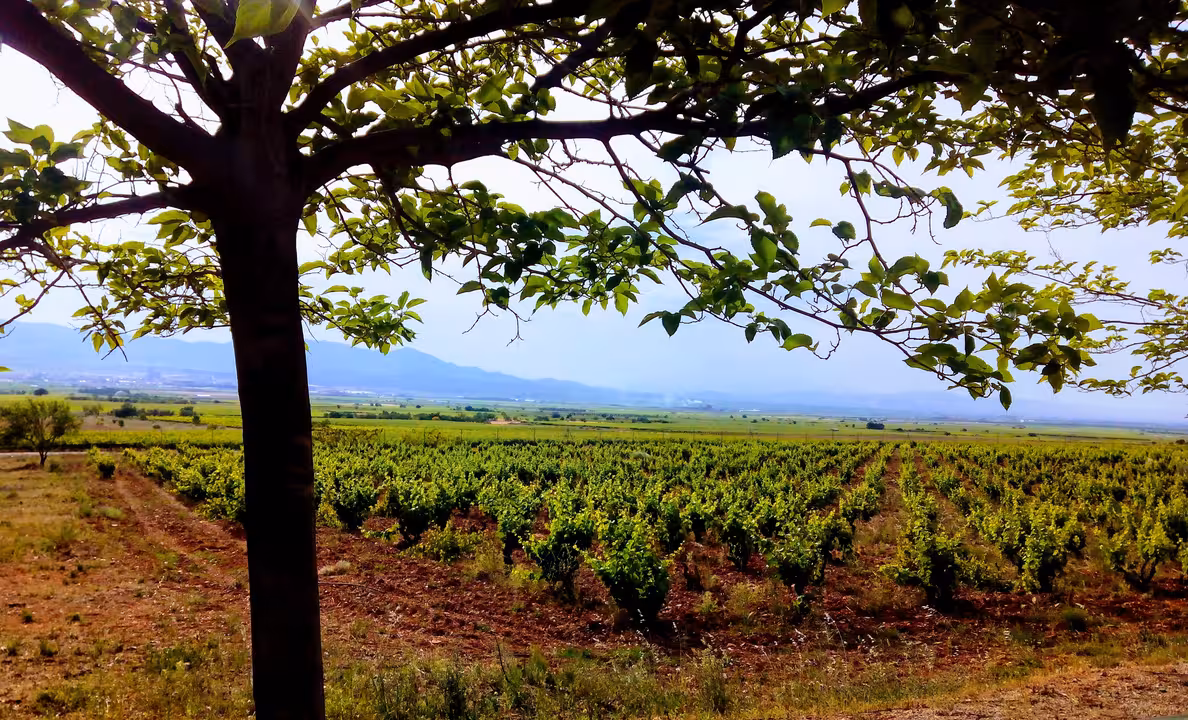 Una parcela de vi&ntilde;edo (Foto MAPA)