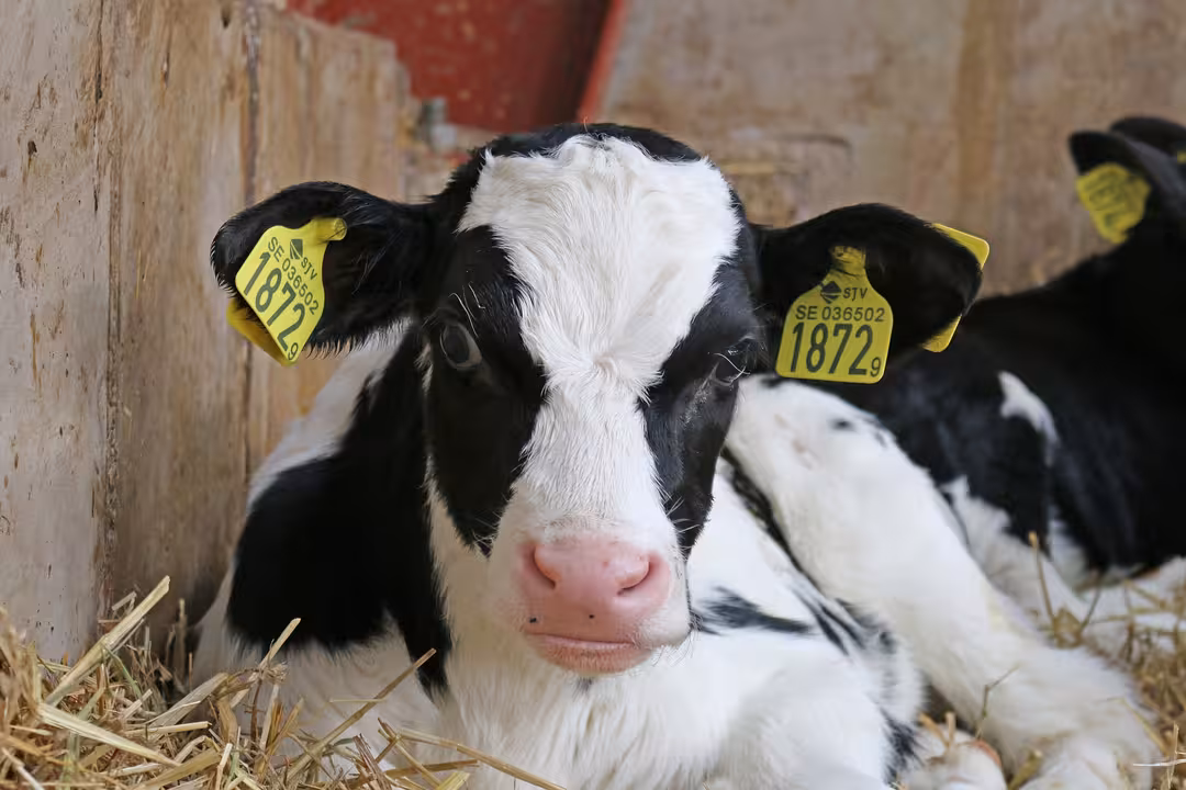 Ternera de vaca de leche (Foto MAPA)